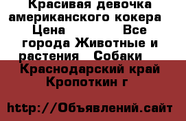 Красивая девочка американского кокера › Цена ­ 35 000 - Все города Животные и растения » Собаки   . Краснодарский край,Кропоткин г.